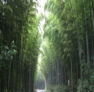 茶山竹海天气预报